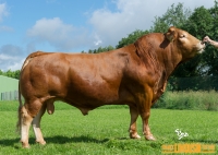 COMTE - Limousin